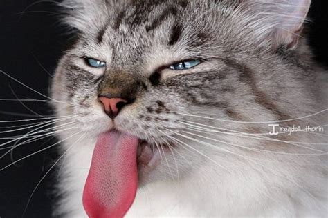 貓代表什麼 長舌之言不可聽感情
